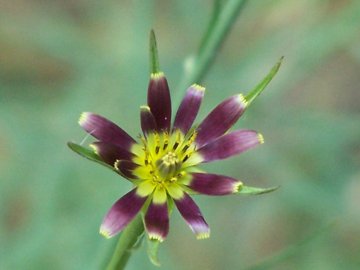 Tragopogon porrifolius /  Barba di becco viola